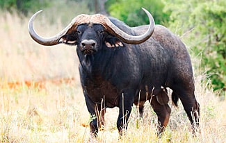17 интересных фактов о буйволах