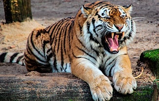 25 интересных фактов о тиграх