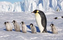 17 интересных фактов о Южном полюсе