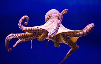 17 интересных фактов об осьминогах