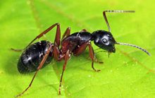 Самые большие муравьи в мире