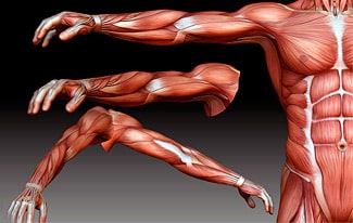 Самые большие мышцы человека
