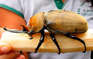 Самые большие жуки в мире