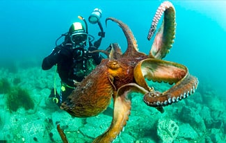 Самый большой осьминог в мире